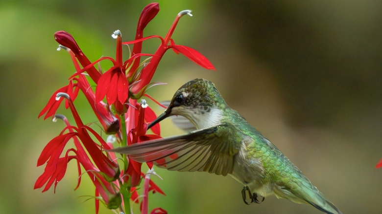 A female ruby throated hummingbird visiting a red cardinal flower