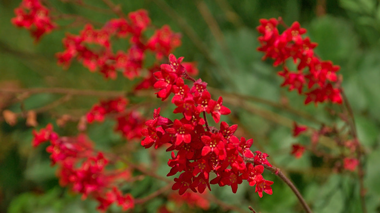 Red coral bells blooming against a green leafy backdrop