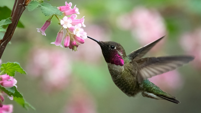 A male ruby throated hummingbird visiting pink flowers