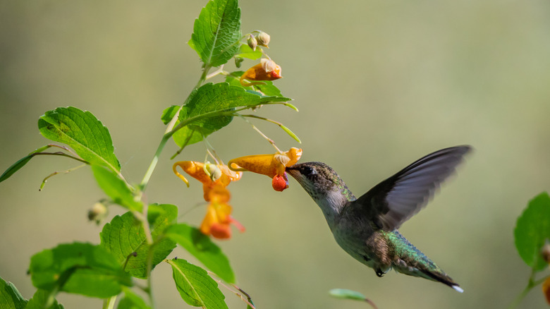 A female ruby throated hummingbird visiting an orange jewelweed flower