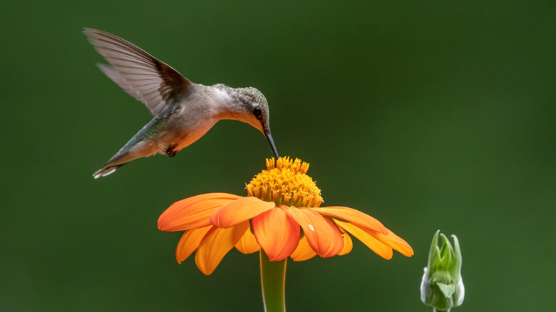 A female ruby throated hummingbird visiting an orange Mexican sunflower