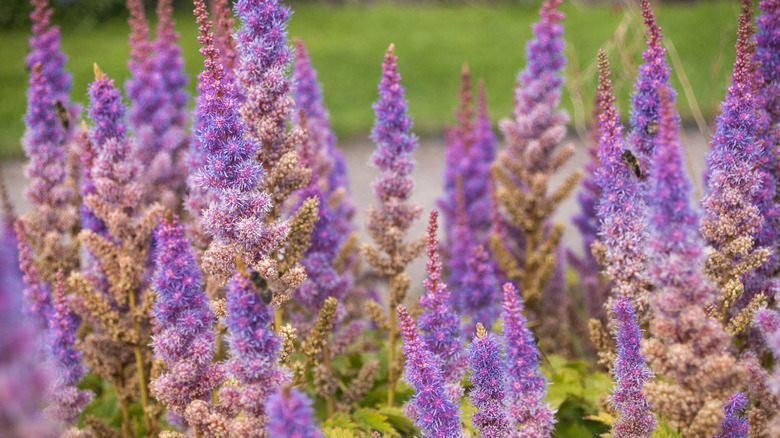 Purple giant hyssop in bloom