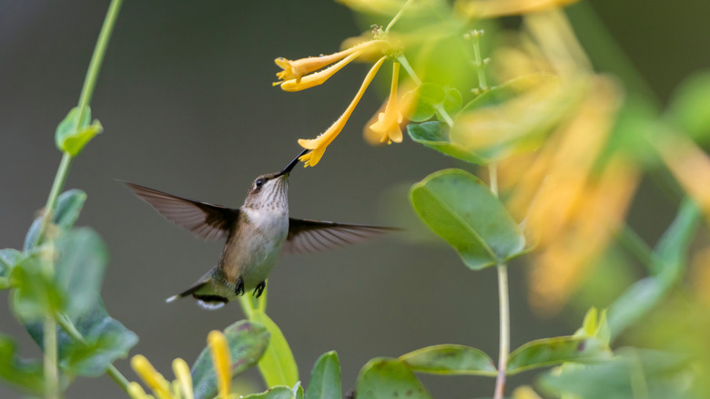 A female ruby throated hummingbird visiting a yellow trumpet honeysuckle flower