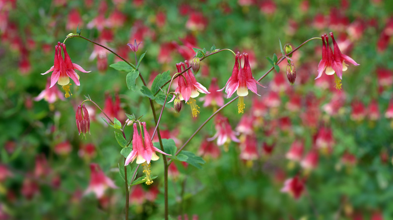 Red and yellow Aquilegia canadensis flowers
