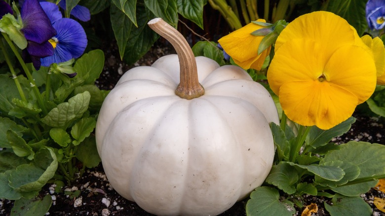 Pansies grow on either side of a white pumpkin.