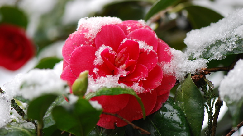 A close-up view of a dark pink camellia flower covered in a dusting of snow.