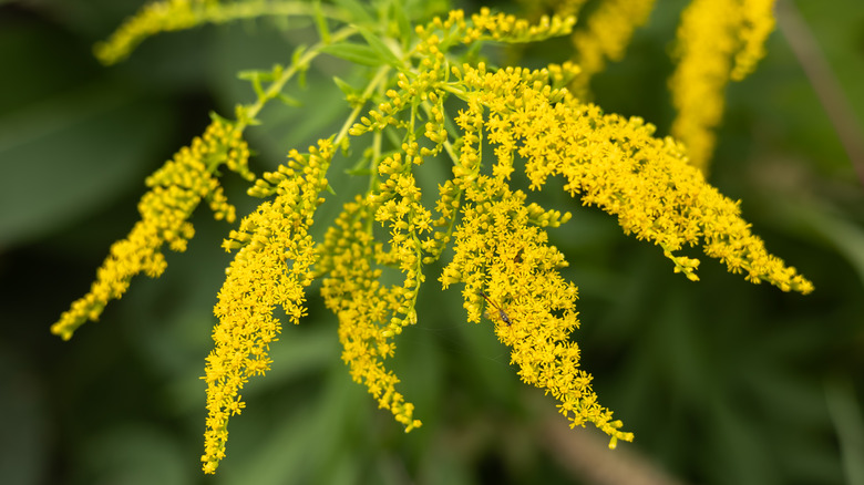 Close up view of clusters of small yellow goldenrod flowers.