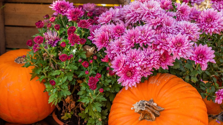 Two orange pumpkins sit near blooming pink mums.