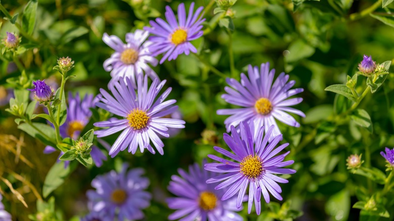 Purple asters bloom in a cluster together in the sun.
