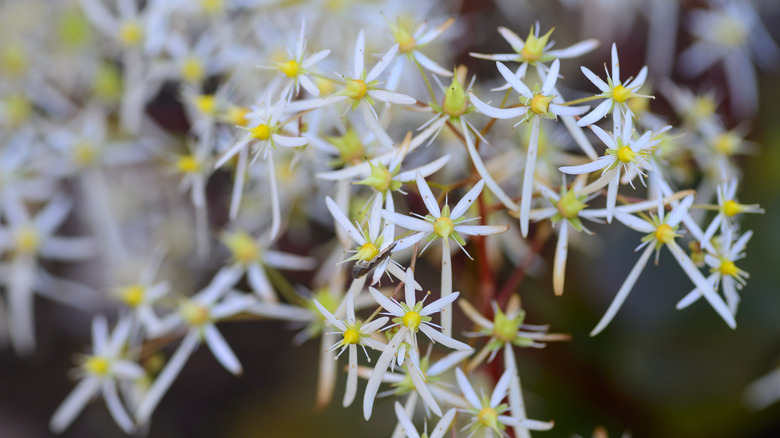 A zoomed in view of the spiky tendrils of saxifraga rubrifolia white flowers.