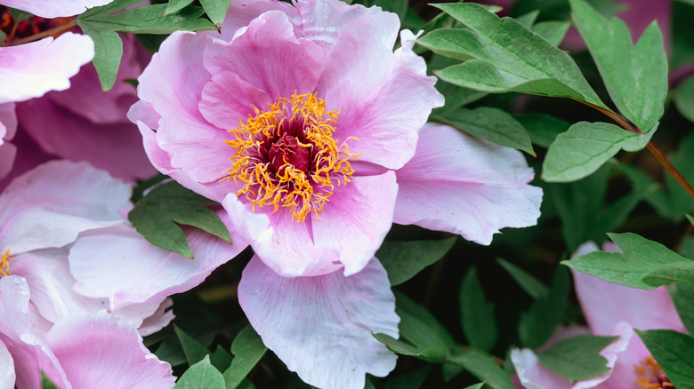 Zoomed in photo of a pink peony bloom.