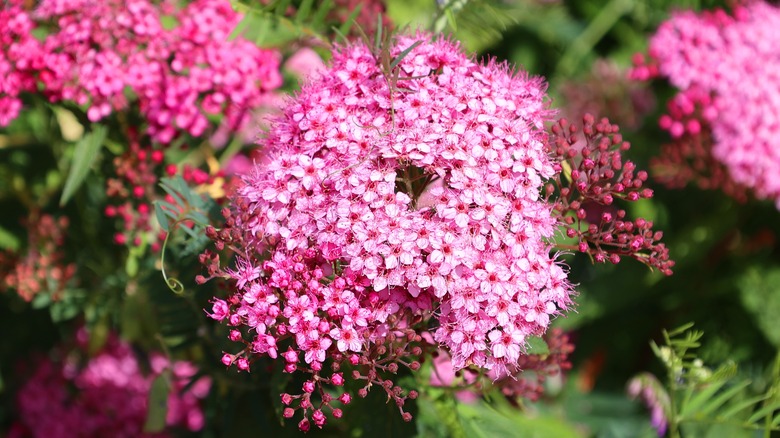 A cluster of sedum flowers grow on a fall day.
