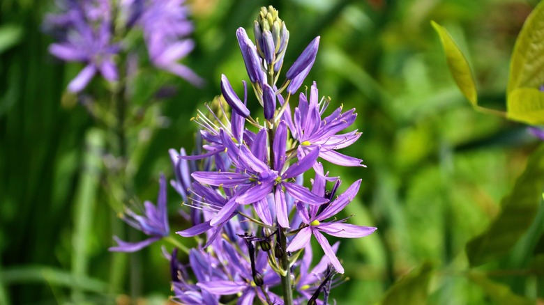 A clump of purple Camassia flowers grow in the sun.