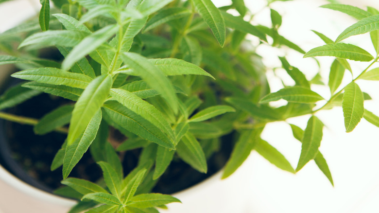 Lemon verbena grows in a white pot.