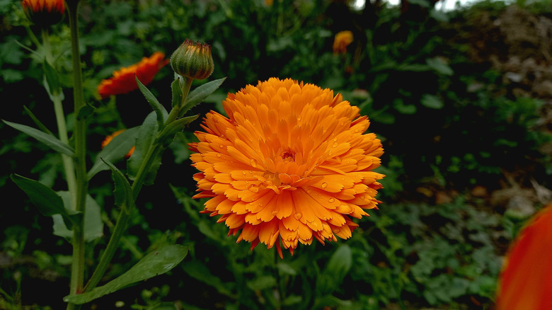 Close up view of an orange candula flower.
