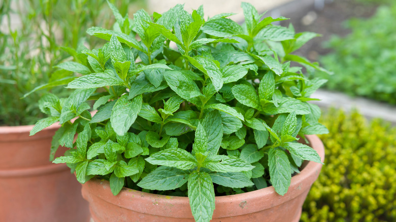 Close up view of mint growing in a pot.