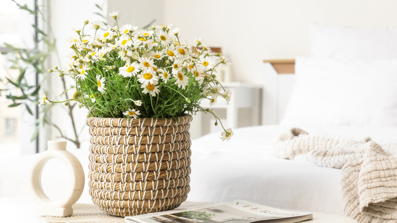 A whicker container is filled with chamomile flowers on a coffee table.