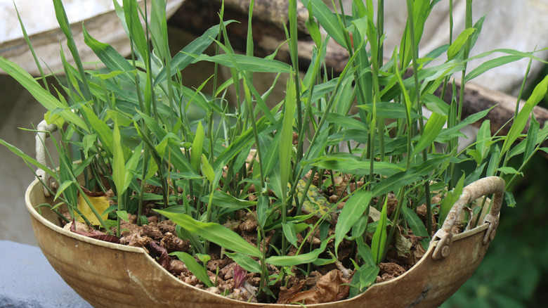 Ginger plants grow in a container.