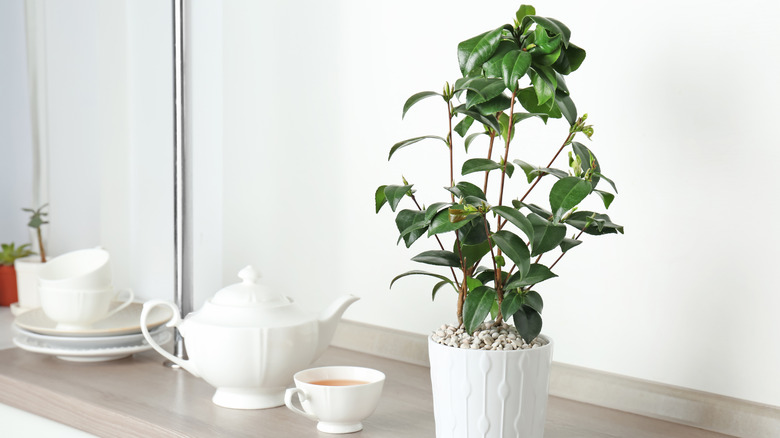 A tea plant grows in a white container next to a white tea pot and cup.