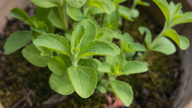 Zoomed in view of a stevia plant growing in a container.