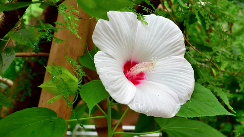 Close up view of a white hibiscus flwoer.
