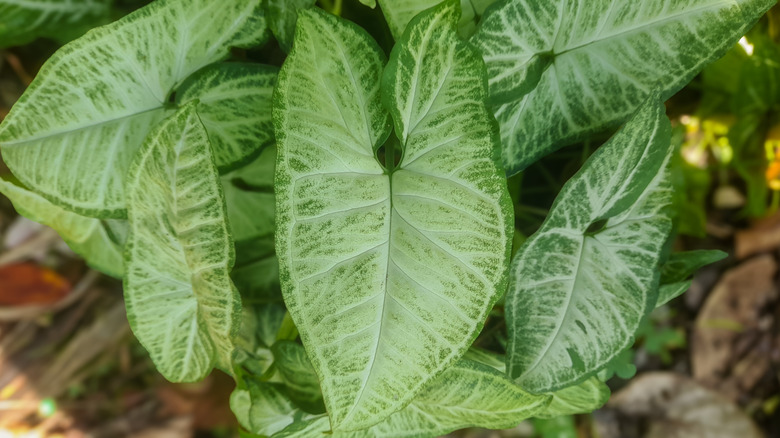 Light and dark green arrowhead plant leaves