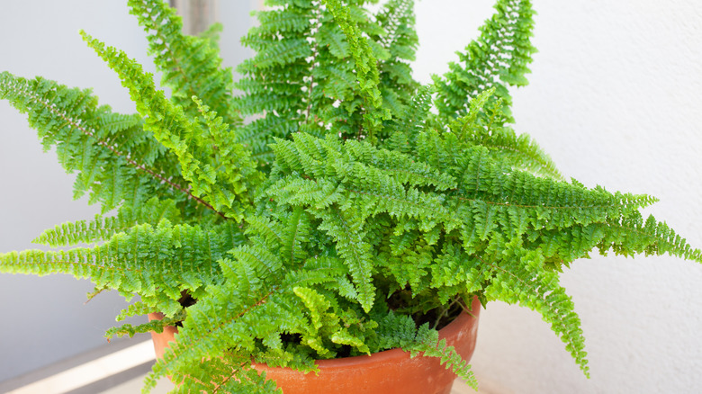 Green boston fern growing in a terracotta pot