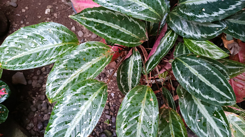 Dark green and white striped calathea leaves