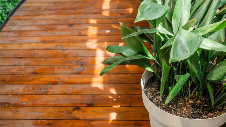 Green cast-iron plant leaves