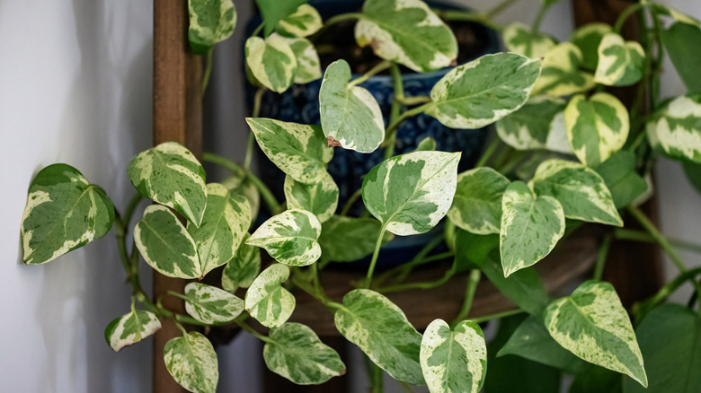 Variegated green pothos vine growing in a blue pot