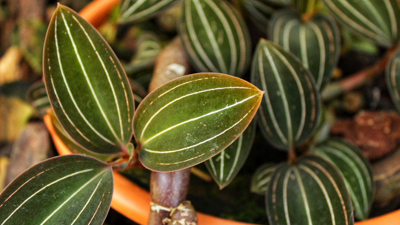 Green and white striped jewel orchid leaves