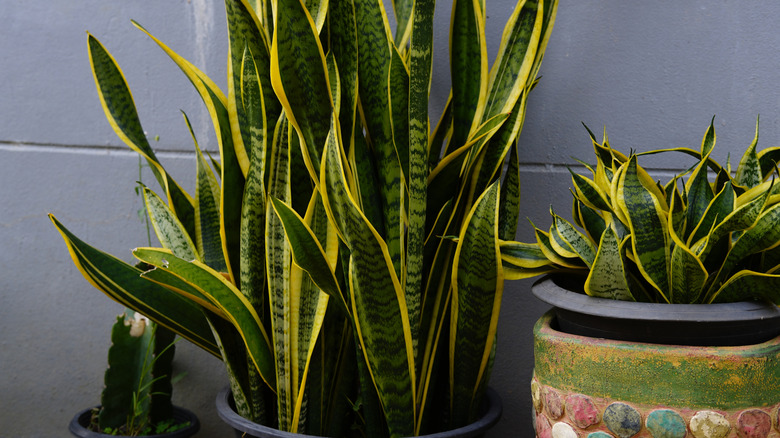 Yellow and green snake plants growing in pots against a gray wall