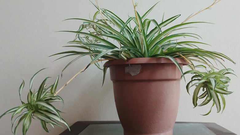 Light and dark green spider plant growing in a brown pot