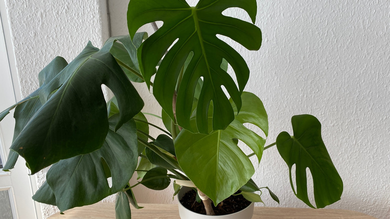 Dark green monstera plant growing in a white pot