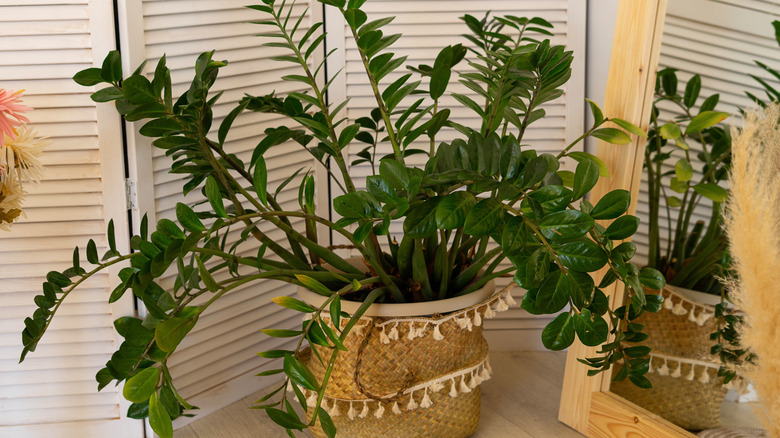 A dark green ZZ plant growing in a tan basket indoors next to a mirror