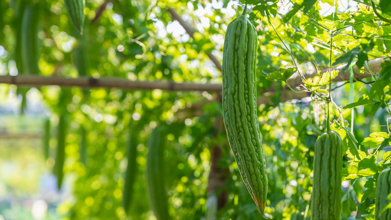 A bitter melon hangs from a vine.
