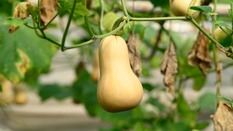 Butternut squash hangs on a vine.