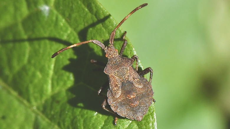 Close up of a squash bug on a green leaf.