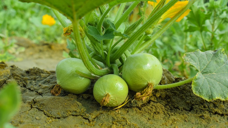 Close up of apple gourds growing on the vine.