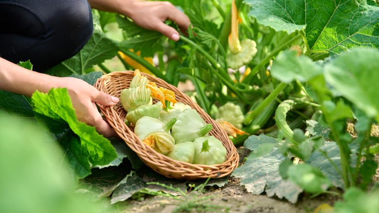 Woman harvest pattypan squash.