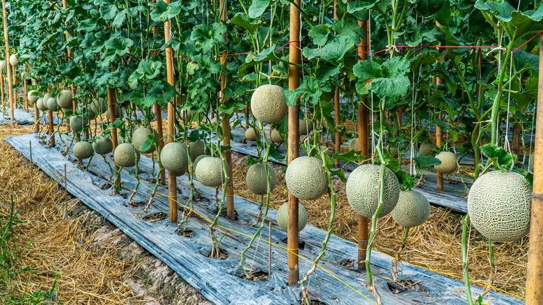 Cantaloupe melons grow in a row.
