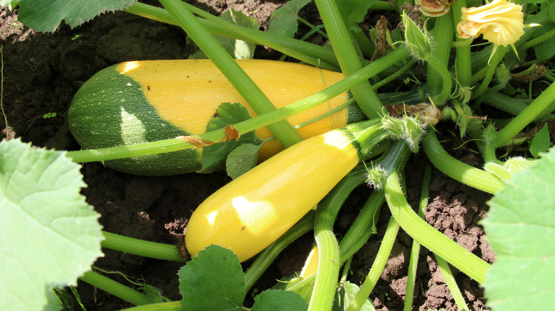 Close up view of yellow squash.