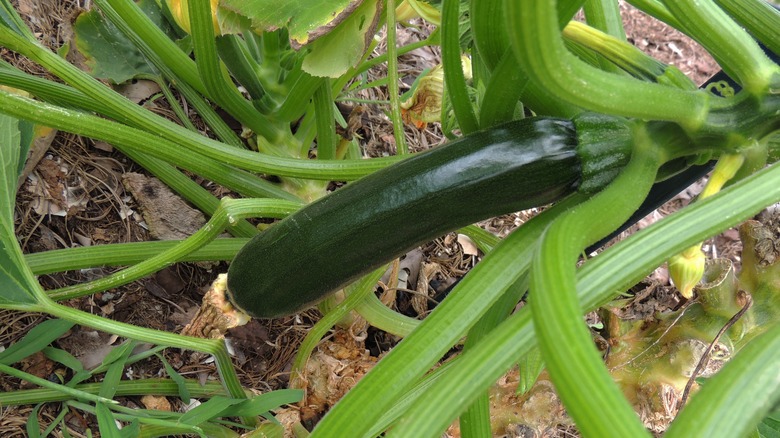 A green zucchini grows on the vine.