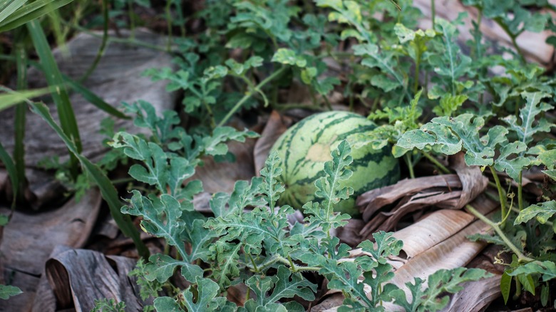 Watermelon grows on the vine.