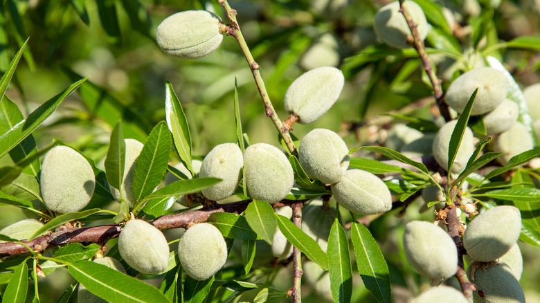 Close up view of an almond tree.