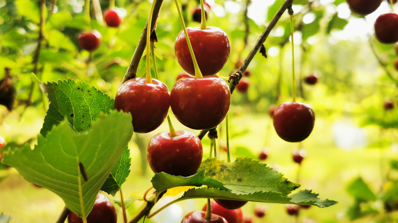 Close up view of cherries growing in a tree.