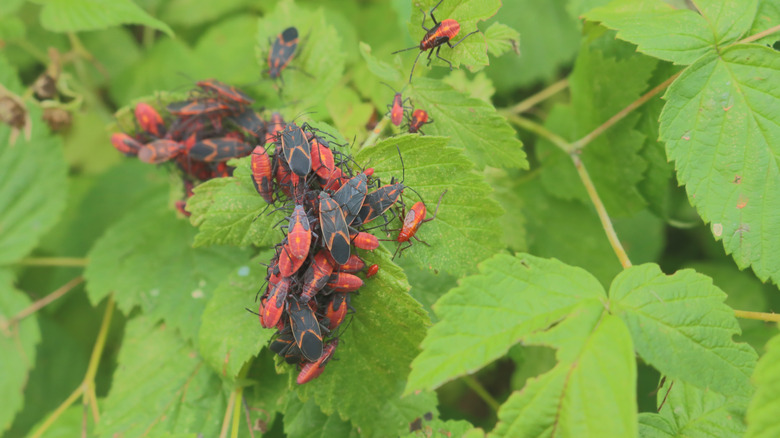 Boxelders swarm the leaves of a raspberry bush.