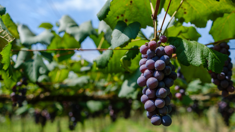 Red grapes ripen on the vine.