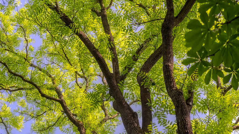 The branches of an ash tree stretch up to the sky.