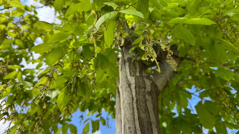 Picture of a tall boxelder maple tree trunk and lower branches.